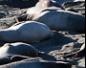 Hundreds Of Seals